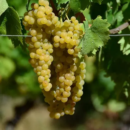 Cascina Filura * Mango