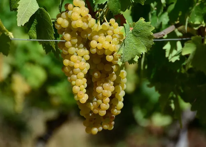 Cascina Filura * Mango